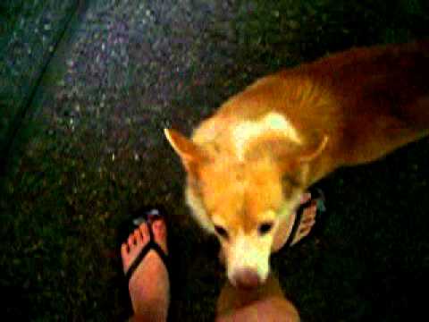 Naarah's Playful day