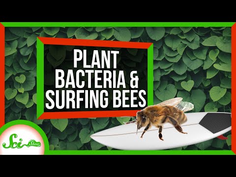 YouTube video about: How do bacteria help plants grow apex?