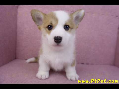 11/30雙色柯基犬公幼犬2號