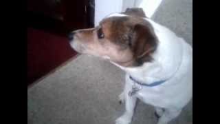 Billy waiting for the postman.