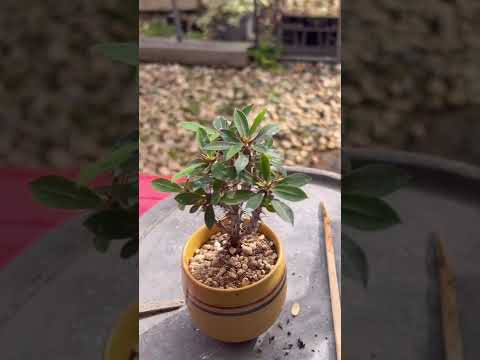 園芸 マーティンのユーフォルビア