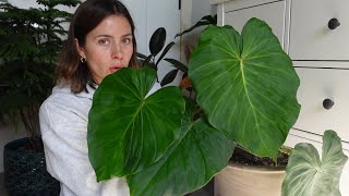 My Favorite Plants to Propagate & WHY
