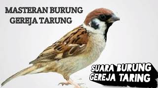 Download lagu MASTERAN SUARA BURUNG GEREJA TARUNG JERNIH... mp3