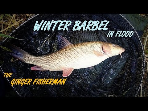 Winter Barbel in Coloured water - The Ginger Fisherman