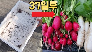 버린 스티로폼 박스로 37일간의 무 수확 도전기 (feat. 텃밭지기)