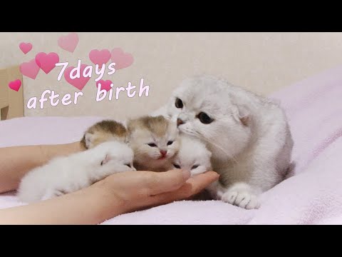 7 days after birth - Cute Scottish Fold kittens and their mom Aileen