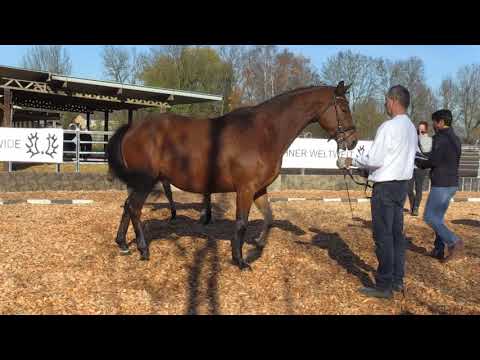 First Flight  von Mount Etna xx - Lossow - Hibiskus geb. 06.Juli 2020