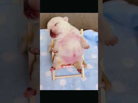 下班回家路上发现一只小狗 #人与动物和谐相处 #人与动物和谐相处 #animals #人類迷惑行為 #人類迷惑行為 #pets
