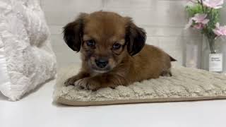 ハーフ犬の動画01