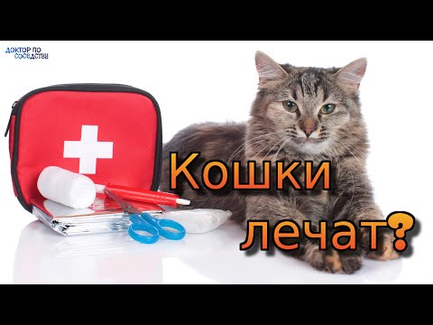 Кошки - домашние целители? Фелинотерапия. / Cats are home healers? Felinetherapy.