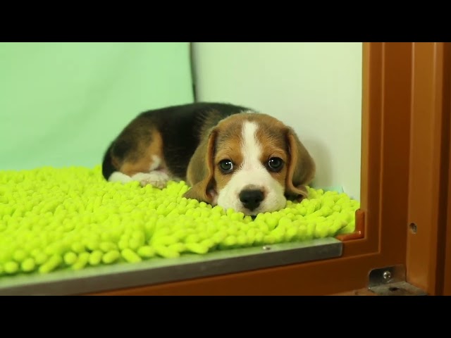 ブリーダー/ショップマロニエケンネル MARRONNIER KENNELのビーグルで番号が3051です