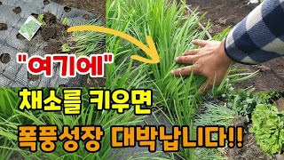뽁뽁이멀칭비닐에 채소를 키우면 수확량 많고 겨울에도 얼어 죽지 않고 일년내내 수확하고 5년이상 사용가능합니다…