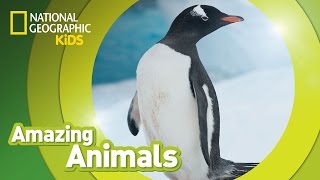 Gentoo Penguin 🐧 | Amazing Animals