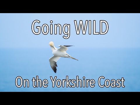 Getting My Wildlife Fix On The Yorkshire Coast