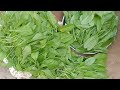 Cutting Of Palak Of Home Gardening
