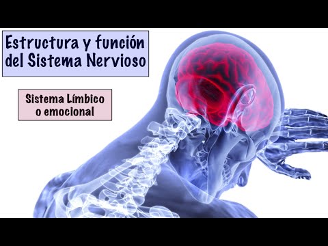 7  SISTEMA LÍMBICO O EMOCIONAL