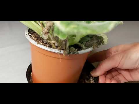 AFRICAN VIOLET RESCUE - What to Look Out For!!!!!!!!!!!