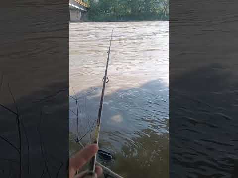 RÍO CAUCA LA PINTADA ANTIOQUÍA. #parati #riocauca #fishing
