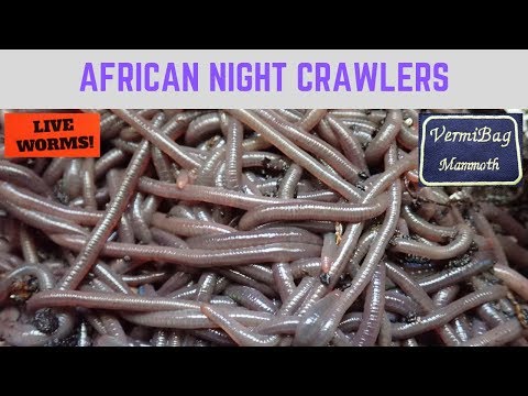 African Night Crawlers 8-1-19