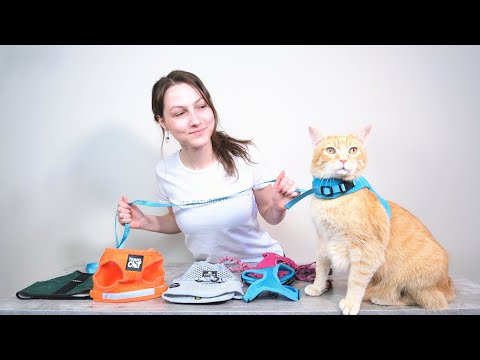 Top 5 Best Cat Harnesses (We Tried Them All)