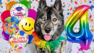 Happy Birthday Eleanor The Husky 🎂 4 Years Old!