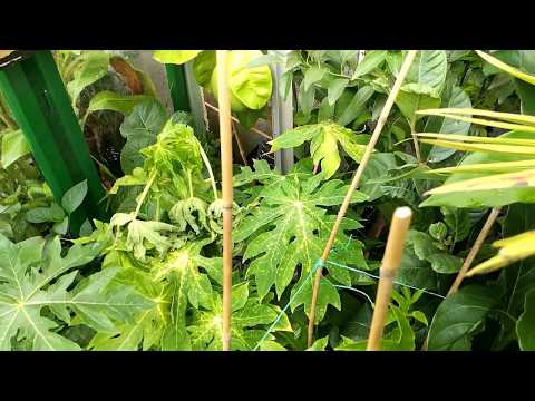 Odc.115 Już po przymrozkach i znowu ciepłe dni. Kilka słów o tym co trafiło do szklarni.