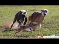 Greyhound Dog Vs Rabbit Hunting Chase