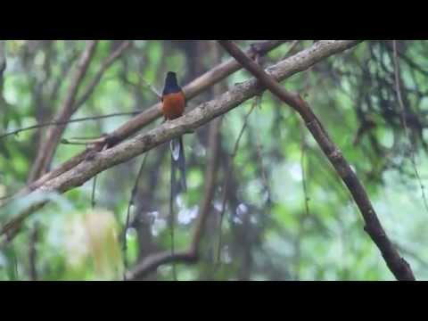 White Rumped Shama Singing bird at Valley School Bangalore