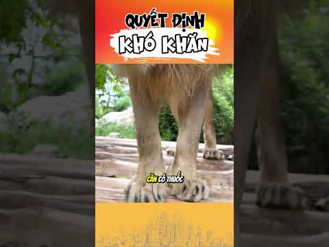 Quyết định khó khăn | SămVàSoi #samvasoi