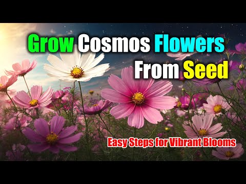 How to Grow Cosmos Flowers From Seed: Easy Steps for Vibrant Blooms