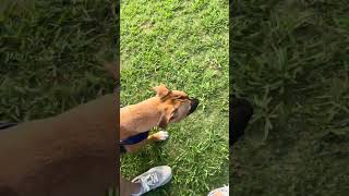 Video preview image #1 Mutt Puppy For Sale in Crandall, GA, USA