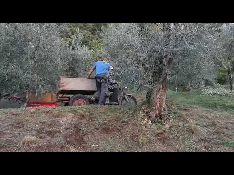 Giuseppe Moioli, classe '27, guida l'Ercole. Raccolta delle olive a Olio 2022