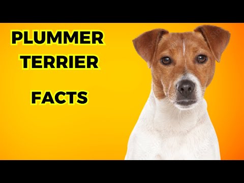 Plummer Terrier - Top 10 Facts