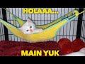 ANAK KUCING PERSIA MULAI JAHIL SUKA GANGGUIN SODARANYA