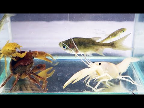 Lobster Crab Fish - Tôm Cua Cá