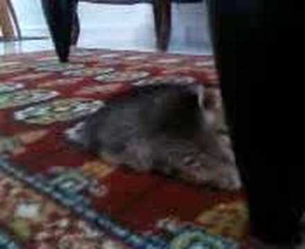 Keisha and carpet (Part 3)