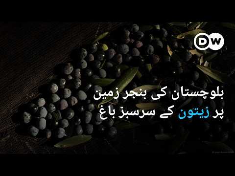 بلوچستان کی بنجر زمین پر زیتون کے باغ | DW Urdu | The Olive Miracle of Balochistan
