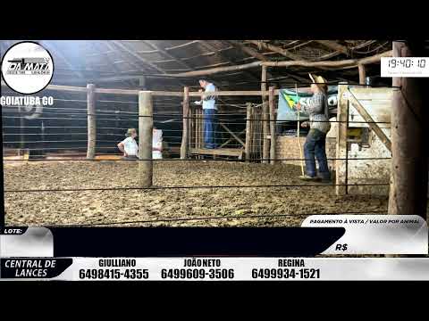 Leilão de gado em Goiatuba Goiás,  11/04/2026 - Mata Preta  Leilões - 14:30 Hs