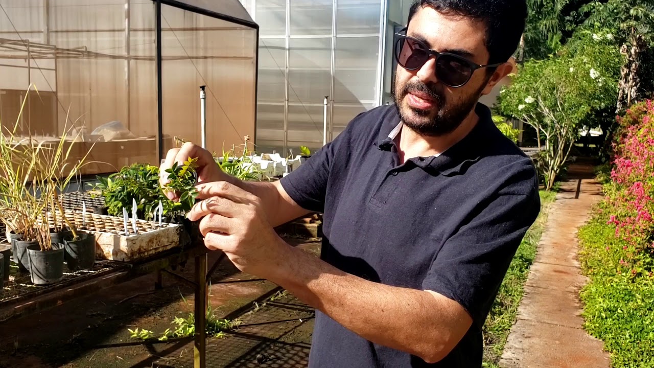Aula 1- propagação de plantas