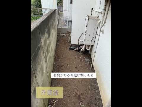 園芸 ツゲの代替品