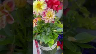 Download lagu Super Cute Dahlia #shortvideo #flowers #lowes #shorts mp3