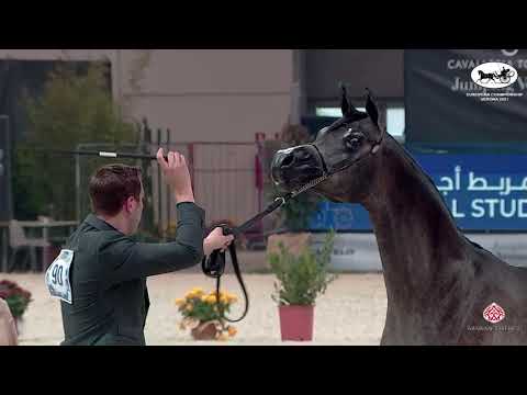 N 90 ABSOLUTELY KALLISTE   European Championship 2021   VERONA   Yearling Colts Class 10A