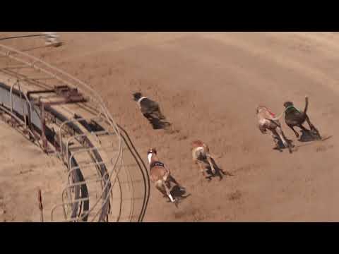 National Greyhound Association Fall Meet 2019