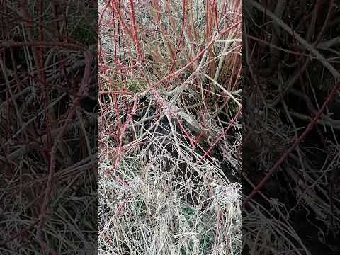 Die andere seite vom Fluss (mega cool) vlog part 4