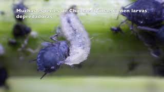 Insectos Benéficos: Chamaemyiidae