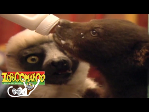 🐒🐻 Zoboomafoo 123 - Bears | HD | Full Episode🐒🐻