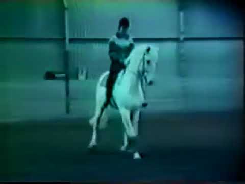 Dressage - Novilheiro