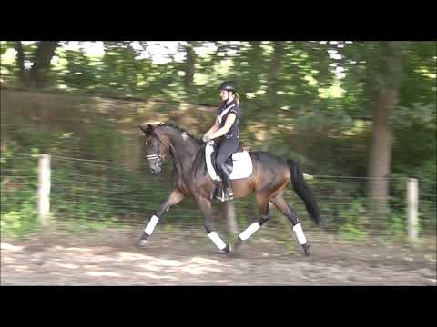 GRETCHEN 4j. v. Grey Flanell - Imperio VB 15.000,- Euro