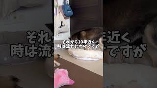 保護犬🐕と10年暮らした黒柴の感想
