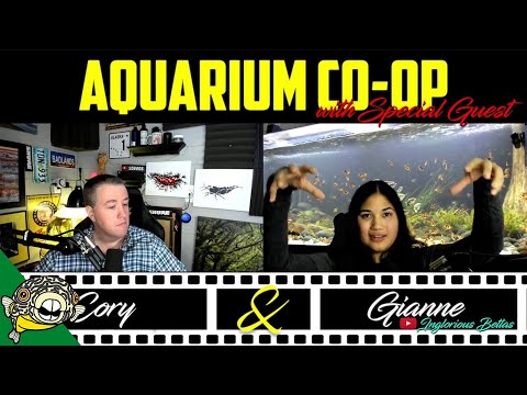 Planted Aquariums, without spending a ton of money.